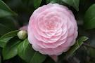 Camelia flor 1
