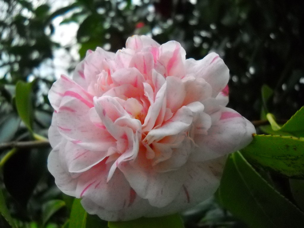 Camelia flor 3