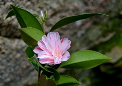 Camelia flor 1