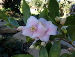 Camelia flor 2