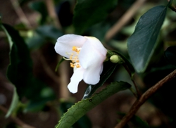 Camelia flor 3