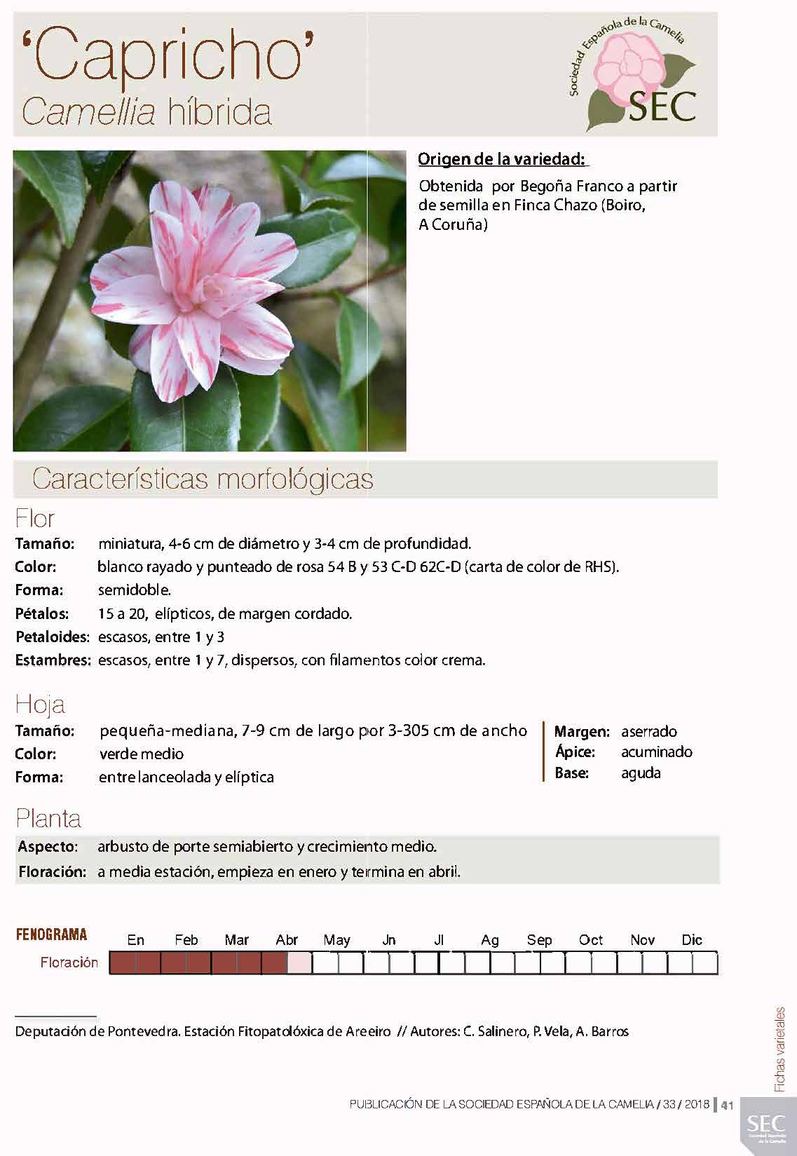 Camelia general 1