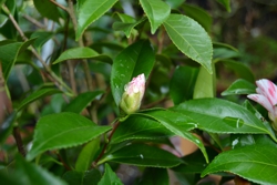 Camelia general 2