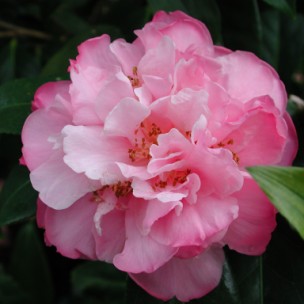Camelia flor 1