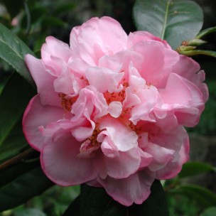 Camelia flor 2