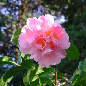 Camelia flor 3