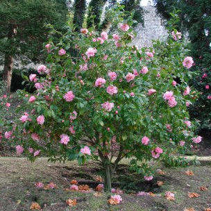 Camelia general 1