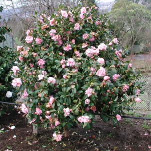 Camelia general 2