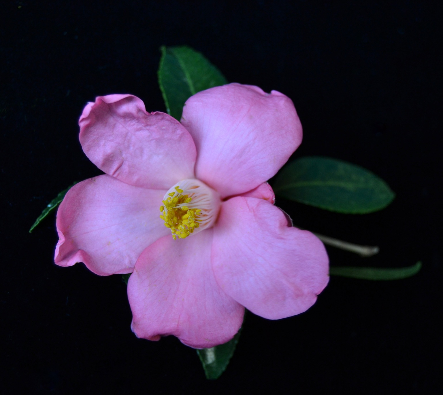 Camelia flor 1