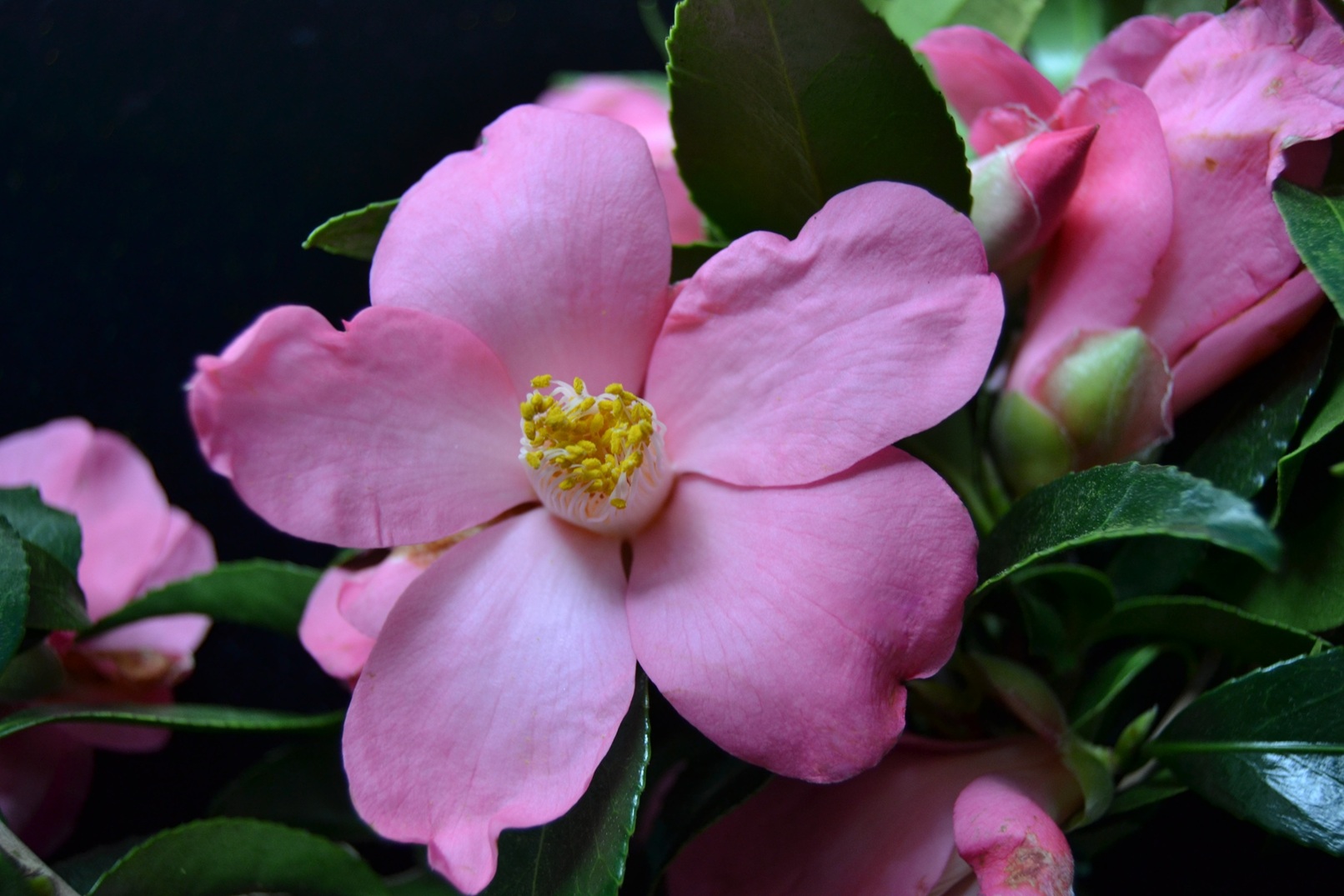 Camelia flor 2