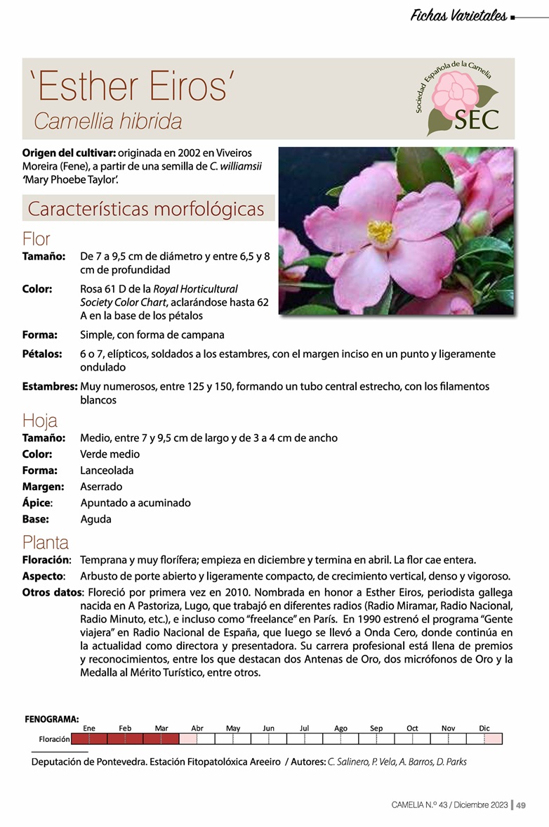 Camelia general 1