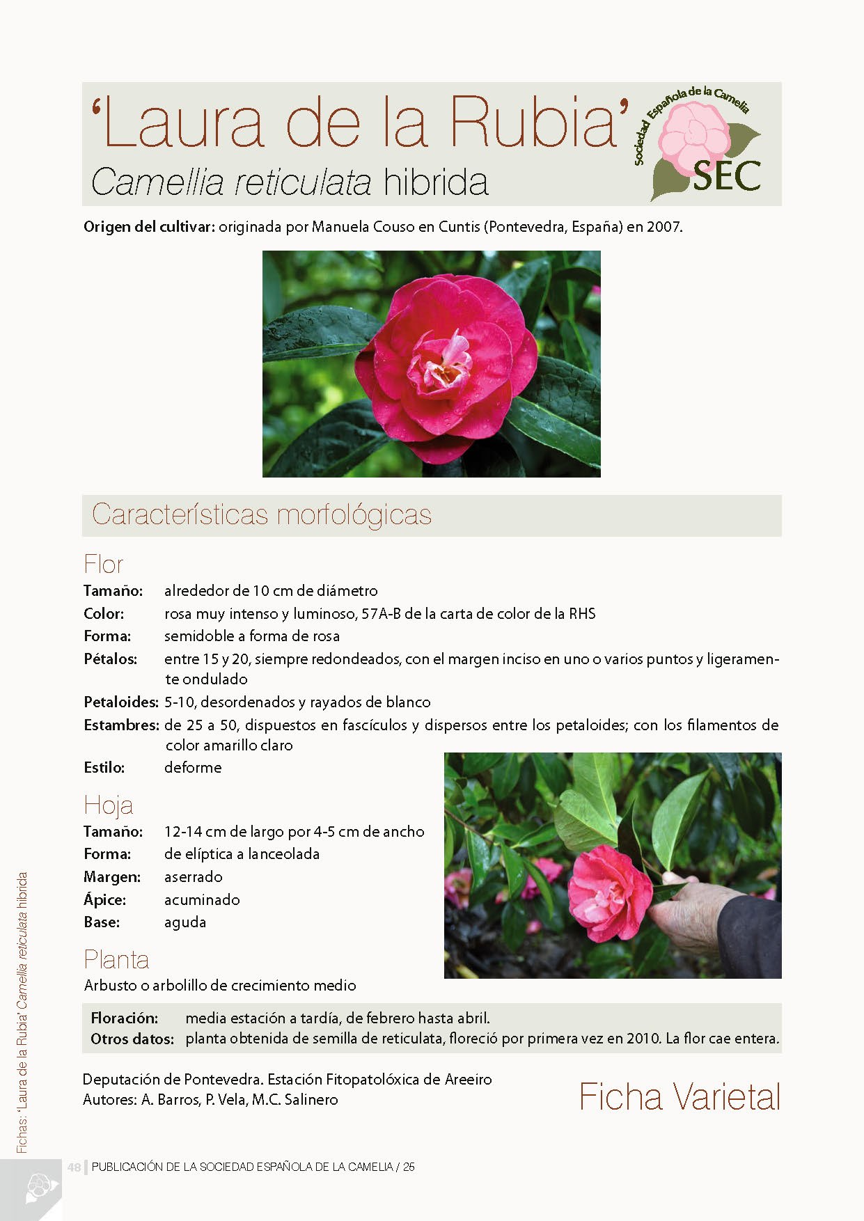 Camelia general 1
