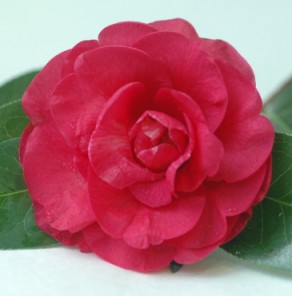 Camelia flor 1