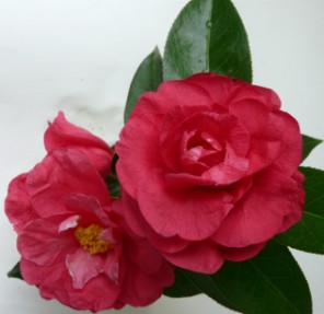 Camelia flor 2