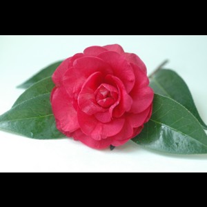Camelia flor 3