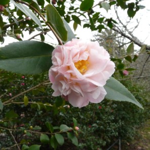 Camelia flor 2