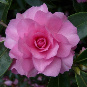 Camelia flor 1