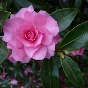 Camelia flor 2