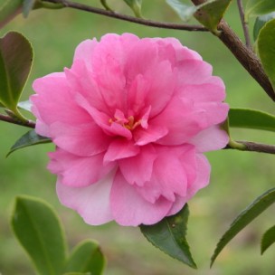 Camelia flor 3