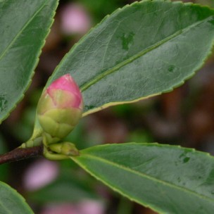 Camelia general 2