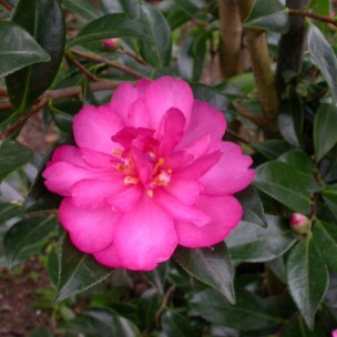 Camelia flor 1