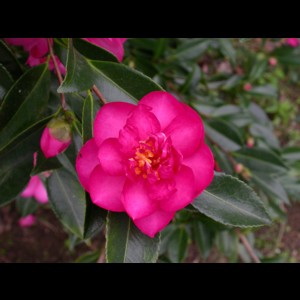Camelia flor 2