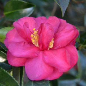 Camelia flor 3