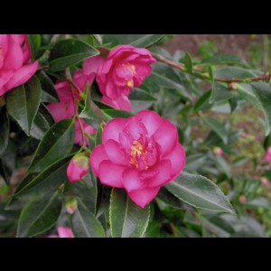 Camelia general 2