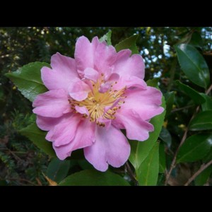 Camelia flor 1