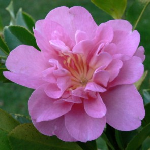 Camelia flor 2