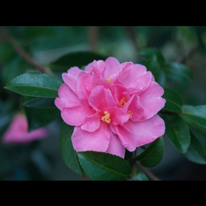 Camelia flor 3
