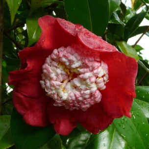 Camelia flor 1