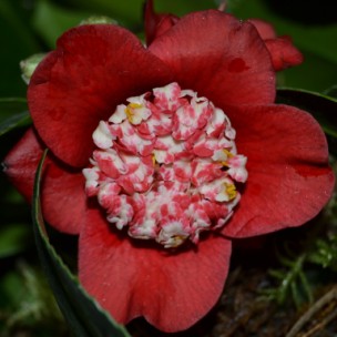 Camelia flor 2