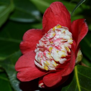 Camelia flor 3