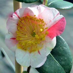 Camelia flor 1