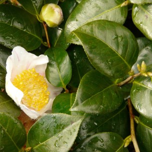Camelia flor 2