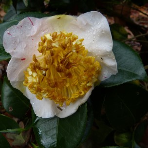 Camelia flor 3