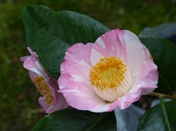 Camelia flor 3