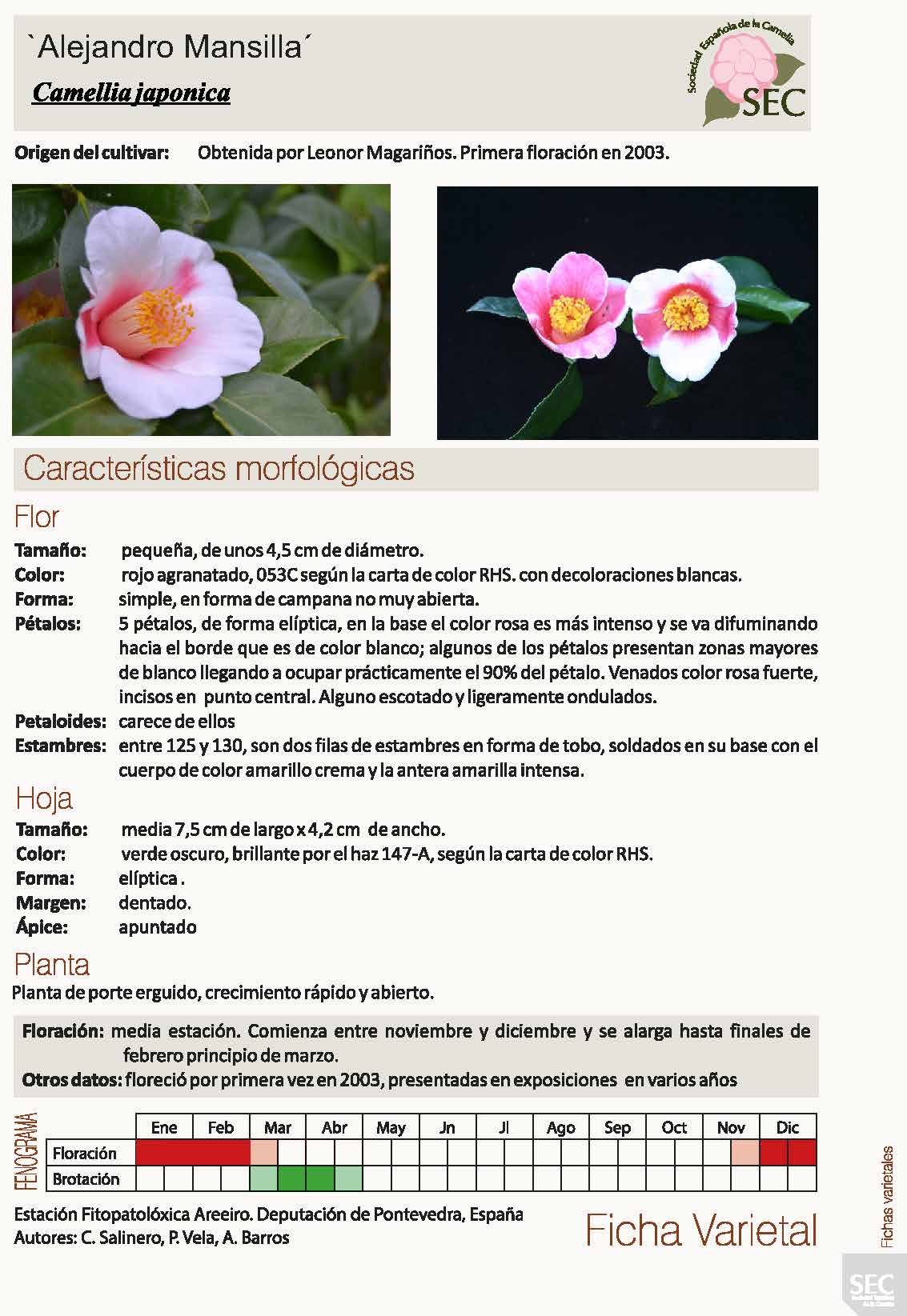 Camelia general 1