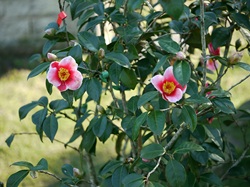 Camelia general 2