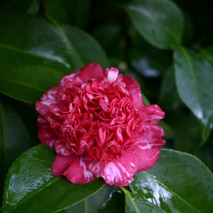 Camelia flor 1
