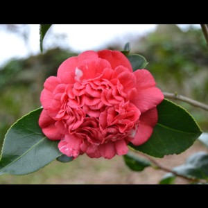Camelia flor 2