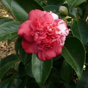 Camelia flor 3