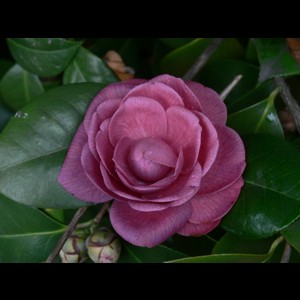 Camelia flor 1