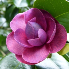 Camelia flor 2