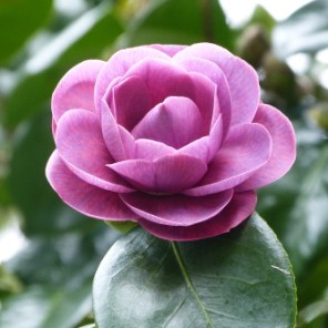 Camelia flor 3