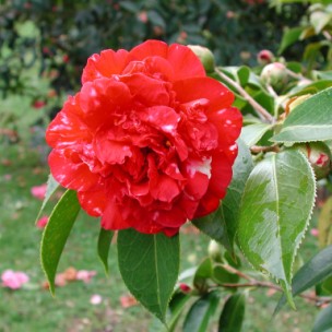 Camelia flor 1