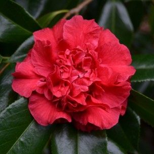 Camelia flor 2