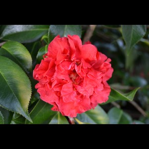 Camelia flor 3