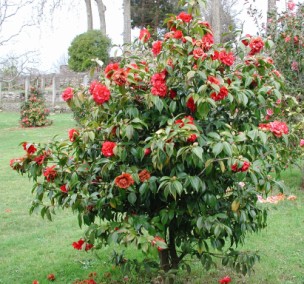Camelia general 1